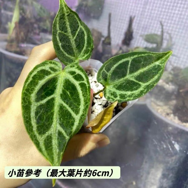 希望花燭 / 麗晶水晶花燭 （ Anthurium crystallinum ‘ Hope ’ ） - 森流 GreenFlow - 動植物造景專門店