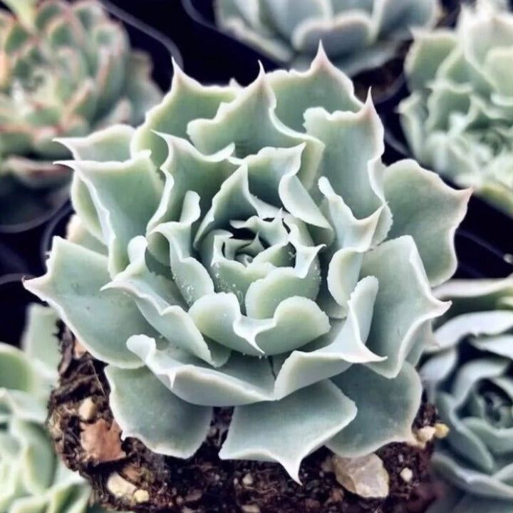 拉古娜 / 皺葉月影（Echeveria simulans ' Laguna Sanchez ' ) - 森流 GreenFlow - 動植物造景專門店