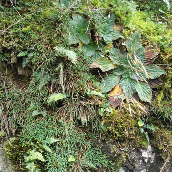 中華卷柏 Selaginella sinensis - 森流 GreenFlow - 動植物造景專門店