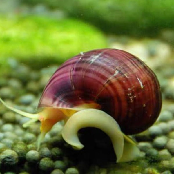 紫紋螺 / 神秘螺 Magenta Mystery Snail ( Pomacea bridgesii ) 清缸高手