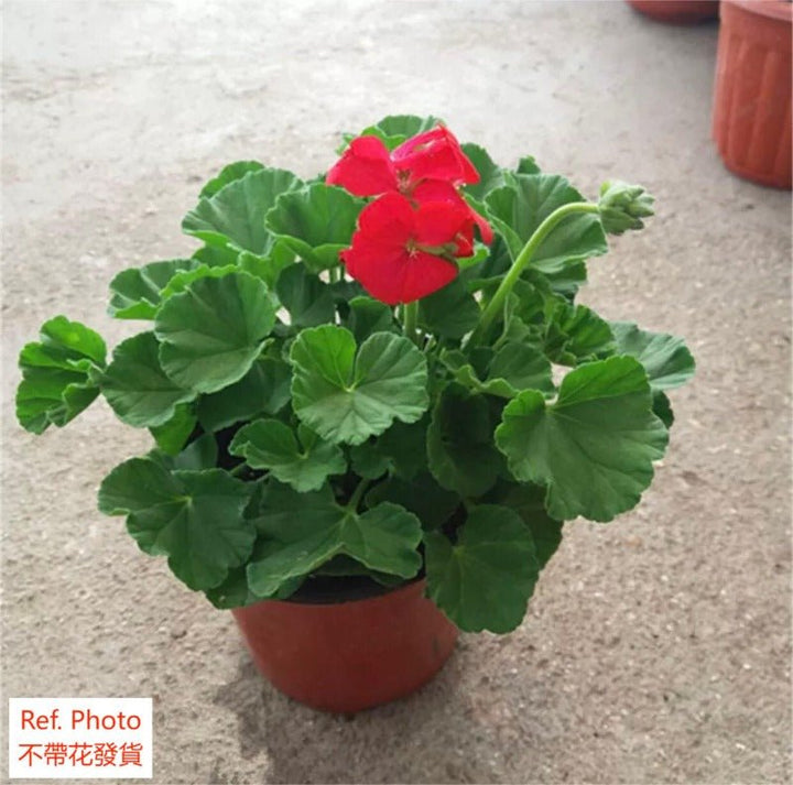 天竺葵（Pelargonium hortorum Bailey） - 森流 GreenFlow - 動植物造景專門店