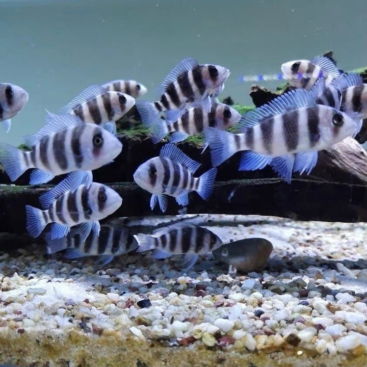 伊巴卡六間 ( Cyphotilapia sp. )  - 森流 GreenFlow - 動植物造景專門店