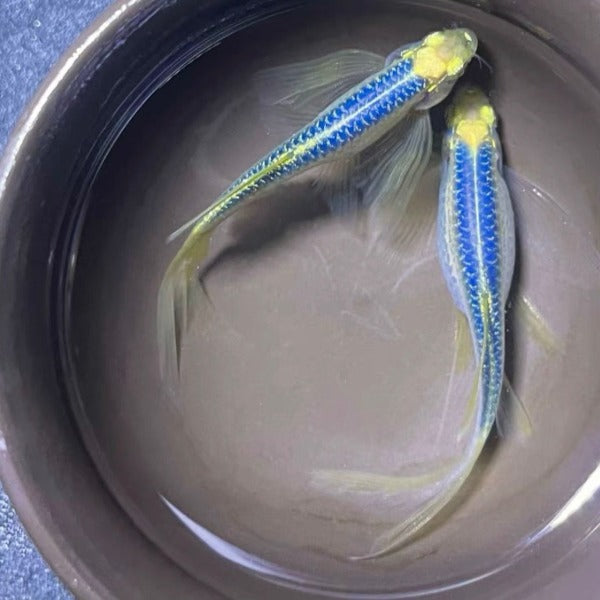 藍莓蝶翼斑馬 Zebra Longfin Danio （Danio rerio）