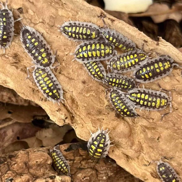 黃帶鼠婦 （ Porcellio haasi ‘ Light ’ ）