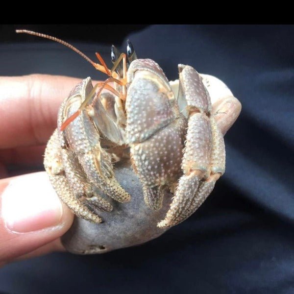 凹足寄居蟹 Cavipes Hermit Crab ( Coenobita cavipes ) - 森流 GreenFlow - 動植物造景專門店