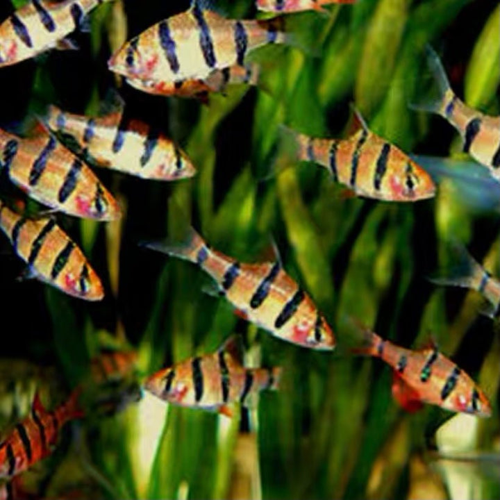 五間魚 / 五間鯽 Five - Banded Barb（ Barbus pentazona ） - 森流 GreenFlow - 動植物造景專門店