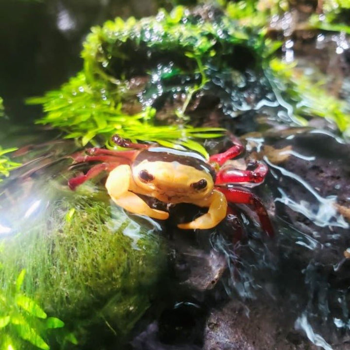 三原忍者蟹 （可全水養） Rainbow Ninja Crab ( Lepidothelphusa sp ) - 森流 GreenFlow - 動植物造景專門店