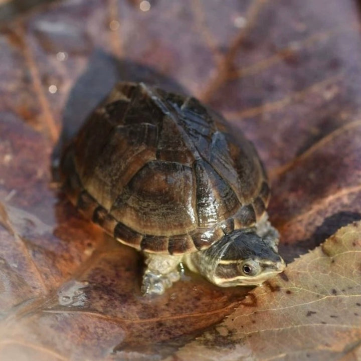 麝香龜 / 黑蛋龜 Common Musk Turtle ( Sternotherus odoratus )