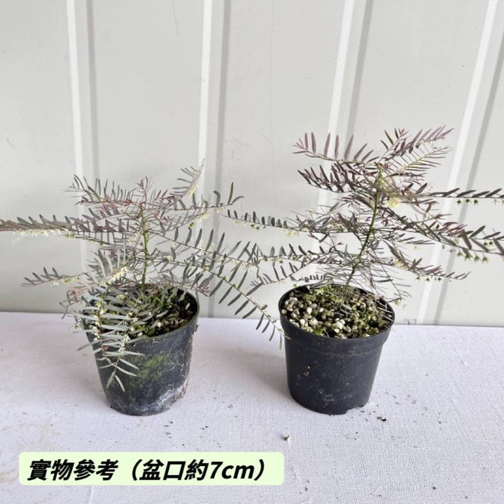 妖精葉下珠 / 銀葉葉下花 （Phyllanthus 'Fairy' ）