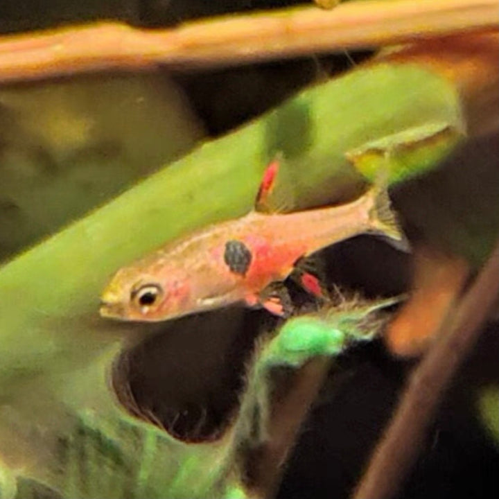 圓點小丑燈魚 （Boraras merah ） - 森流 GreenFlow - 動植物造景專門店