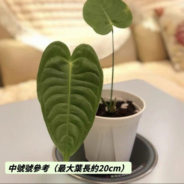 國王花燭 / 火鶴王花燭 ( Anthurium veitchii ) - 森流 GreenFlow - 動植物造景專門店