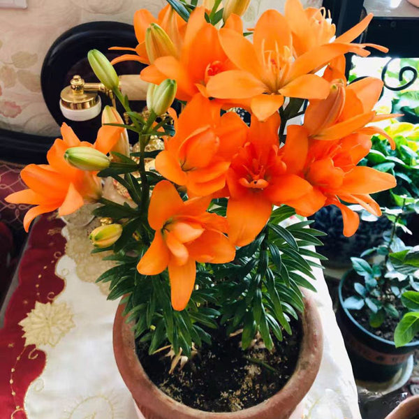 Perfume Lily-Bright Orange (Seasonal Flower)