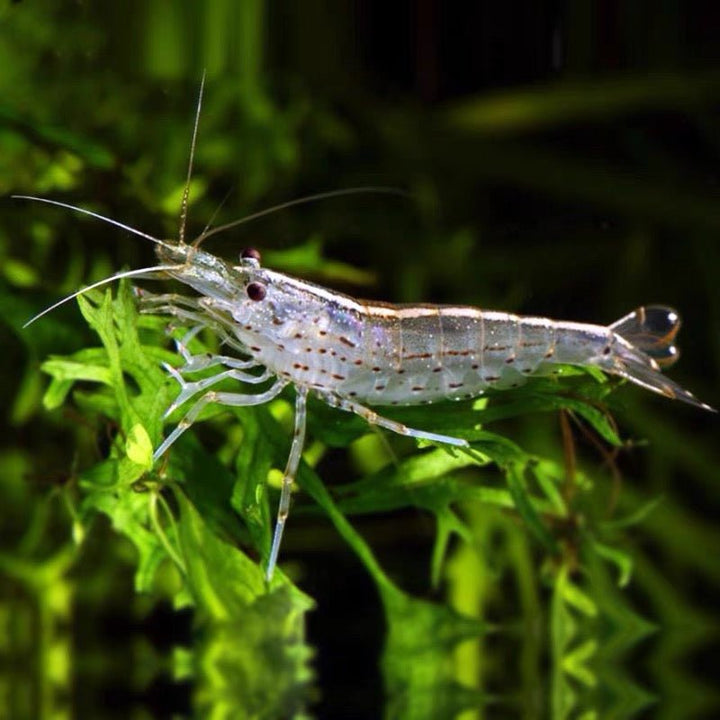 大和藻蝦（ Caridina multidentata ）×5隻 - 森流 GreenFlow - 動植物造景專門店