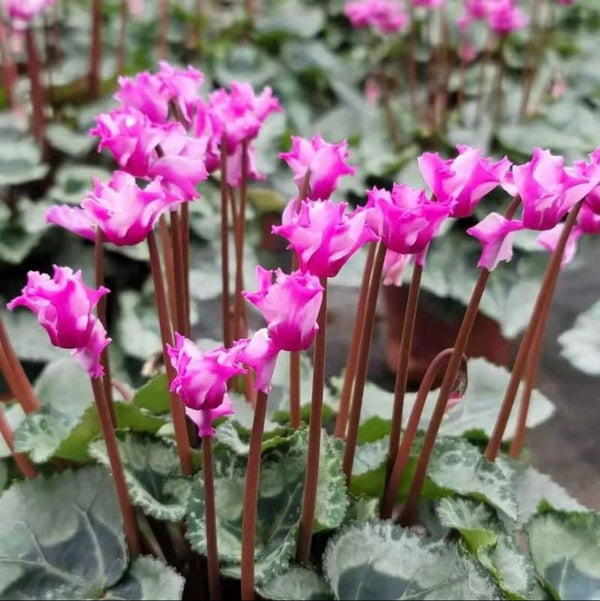 紫鶴仙客來（Cyclamen persicum Mill.）