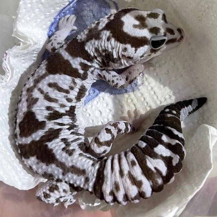 奧利奧肥尾守宮 Oreo African Fat - Tailed Geckos（ Hemitheconyx caudicinctus ） - 森流 GreenFlow - 動植物造景專門店