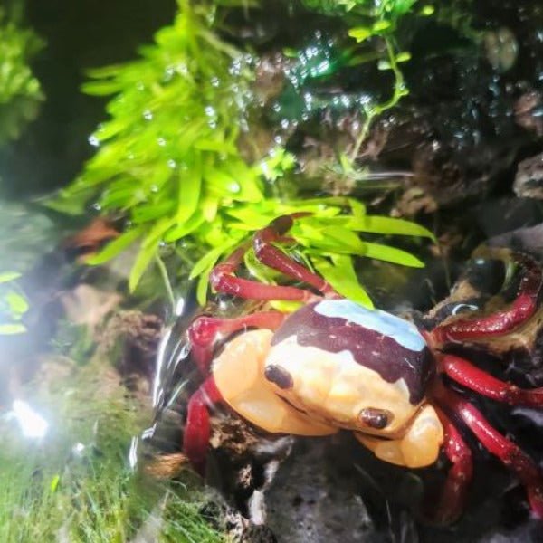 三原忍者蟹 （可全水養） Rainbow Ninja Crab ( Lepidothelphusa sp ) - 森流 GreenFlow - 動植物造景專門店