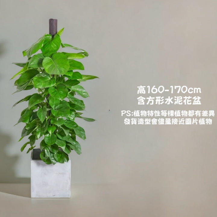 大葉綠蘿-室內大型盆栽（ Epipremnum aureum ）