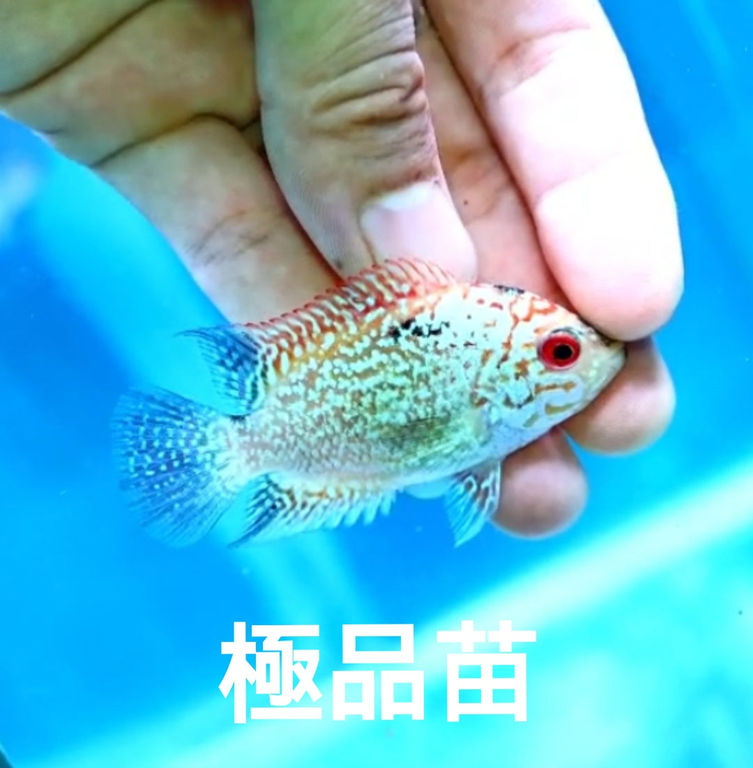 金花火鳳凰羅漢魚（Cichlasoma x Herichthys cyanoguttatus）