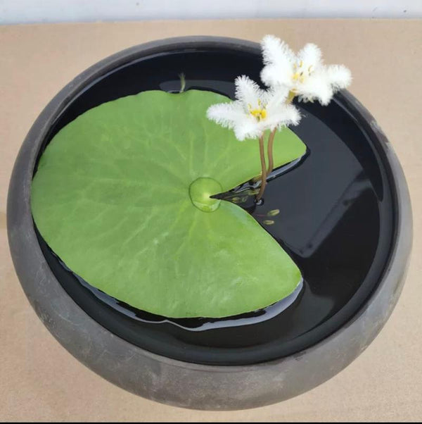 一葉蓮 White Snowflake Waterlily (Nymphoides indica 'Montana') - 森流 GreenFlow - 動植物造景專門店