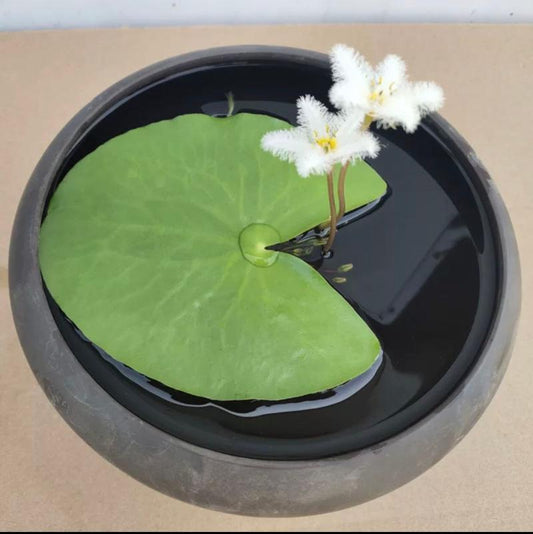 一葉蓮 White Snowflake Waterlily (Nymphoides indica 'Montana')