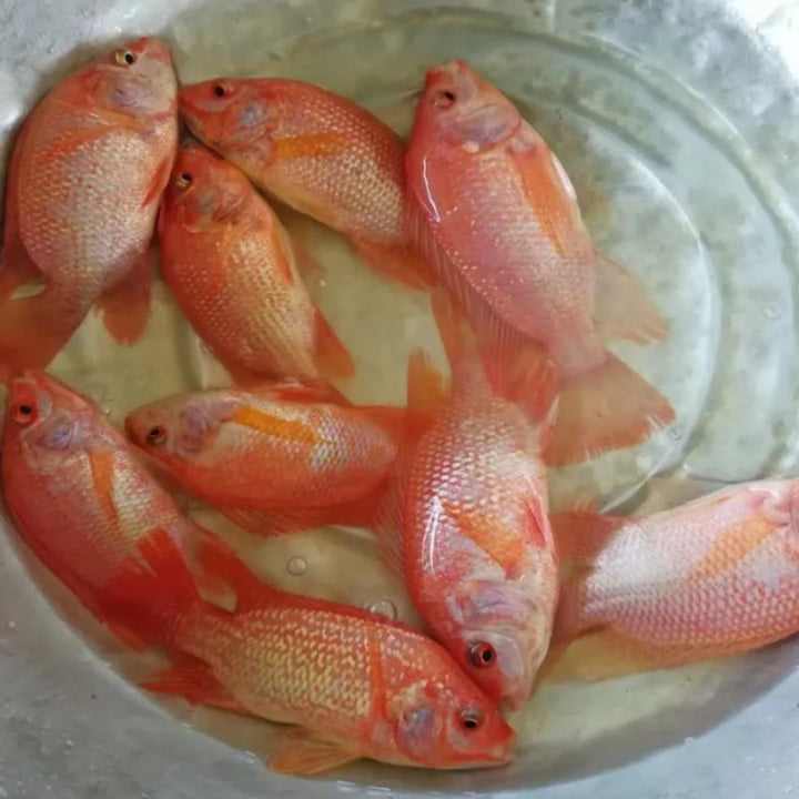 彩虹鯛 紅羅非 ( red tilapia ) - 森流 GreenFlow - 動植物造景專門店