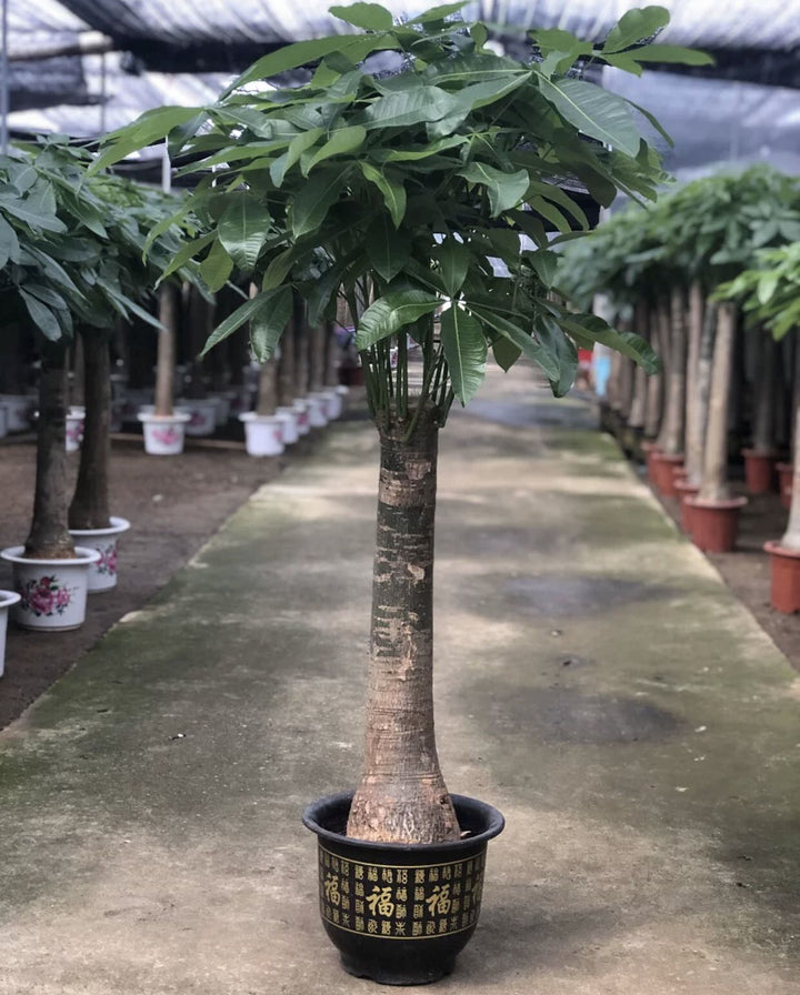 大型發財樹 Money Tree ( Pachira aquatica ) - 森流 GreenFlow - 動植物造景專門店