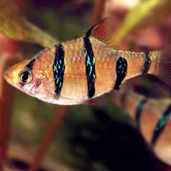 五間魚 / 五間鯽 Five - Banded Barb（ Barbus pentazona ） - 森流 GreenFlow - 動植物造景專門店