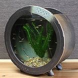 信楽焼 睡蓮盆 稻田魚水盆、金魚、蓮花水缸 日本水盆 40cm未満 [su - 0123] - 森流 GreenFlow - 動植物造景專門店