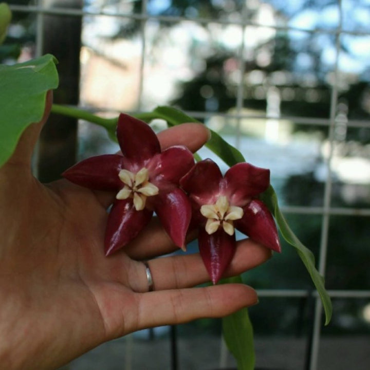 帝王球蘭 Hoya imperialis Red - 森流 GreenFlow - 動植物造景專門店