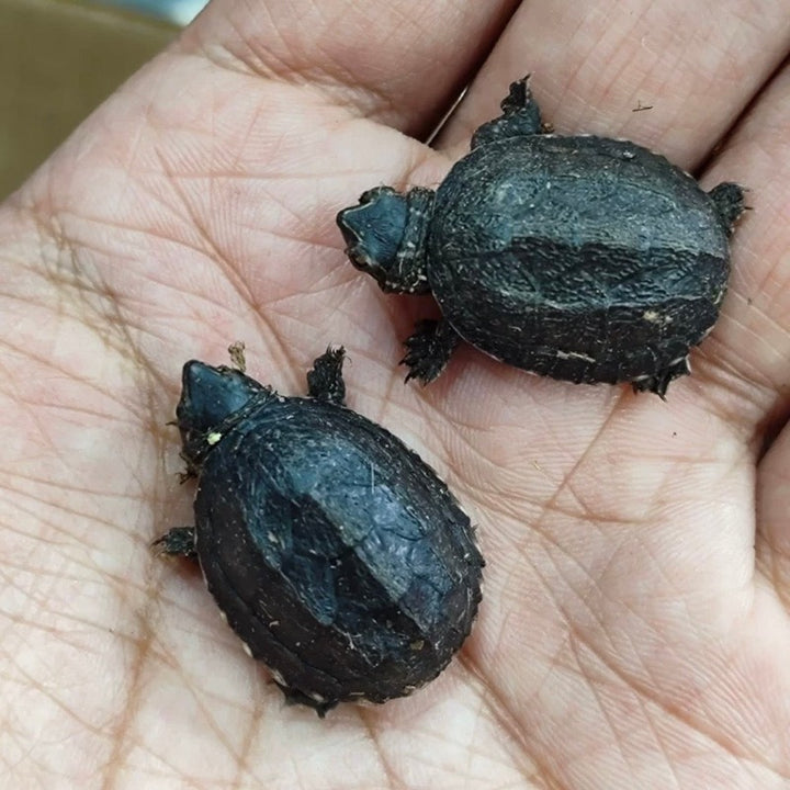 麝香龜 / 黑蛋龜 Common Musk Turtle ( Sternotherus odoratus )