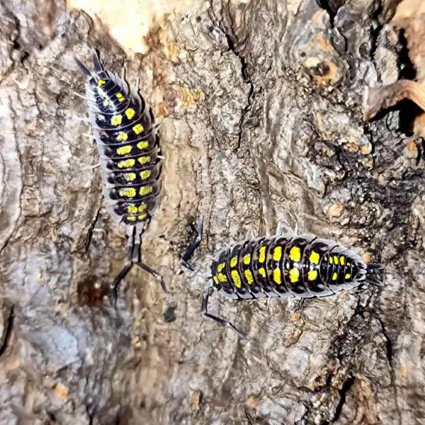 黃帶鼠婦 （ Porcellio haasi ‘ Light ’ ）