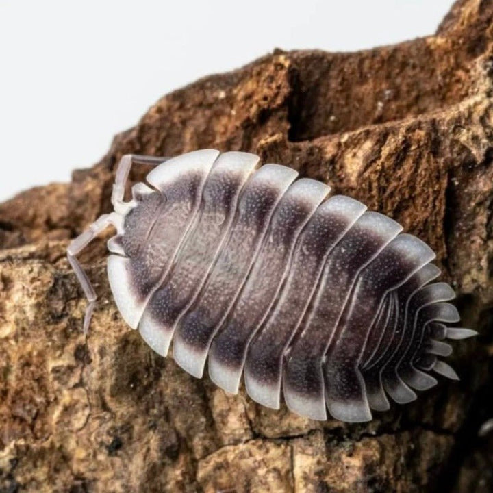 愛琴海鼠婦 / 希臘白邊鼠婦 Greek Shield Isopod （ Porcellio werneri ） - 1組/10隻 - 森流 GreenFlow - 動植物造景專門店