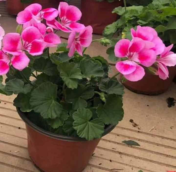 天竺葵（Pelargonium hortorum Bailey） - 森流 GreenFlow - 動植物造景專門店