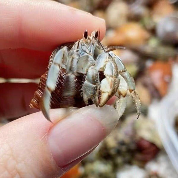 厄瓜多爾陸寄居蟹 Ecuadorian Hermit Crab ( Coenobita compressus ) - 森流 GreenFlow - 動植物造景專門店