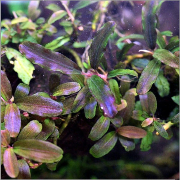 彩虹辣椒榕 ( Bucephalandra sp. "Rainbow Glitter" ) - 森流 GreenFlow - 動植物造景專門店