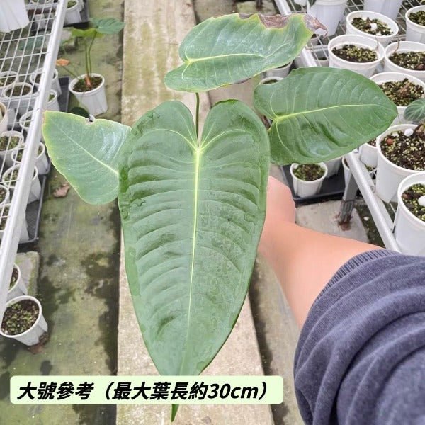 國王花燭 / 火鶴王花燭 ( Anthurium veitchii ) - 森流 GreenFlow - 動植物造景專門店