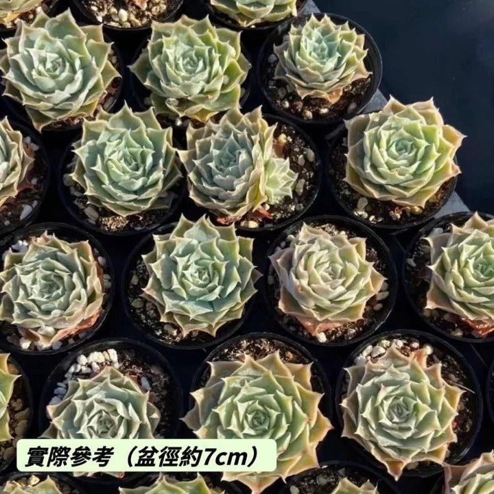 拉古娜 / 皺葉月影（Echeveria simulans ' Laguna Sanchez ' ) - 森流 GreenFlow - 動植物造景專門店