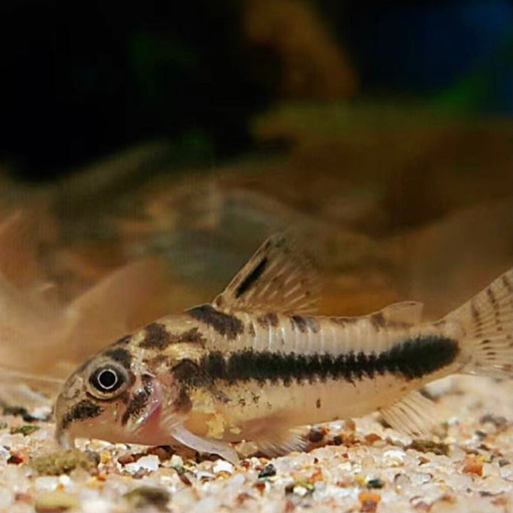 娃娃鼠 ( Corydoras habrosus )  - 森流 GreenFlow - 動植物造景專門店