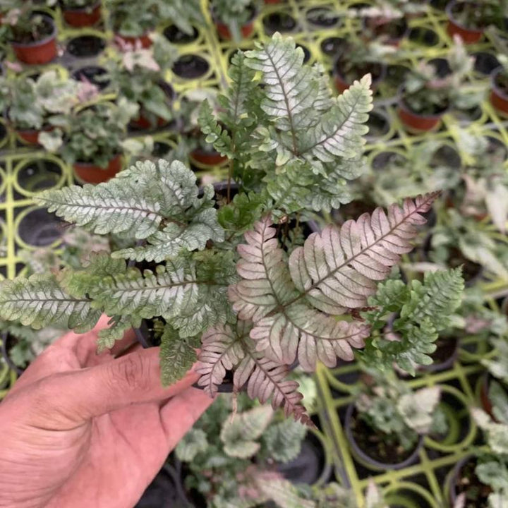 三色鳳尾蕨 Pteris Blumeana (Pteris aspericaulis var. tricolor) - 森流 GreenFlow - 動植物造景專門店