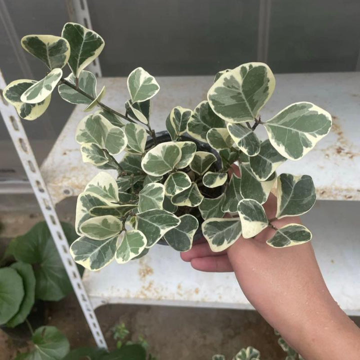 三角榕 Ficus triangularis - 森流 GreenFlow - 動植物造景專門店