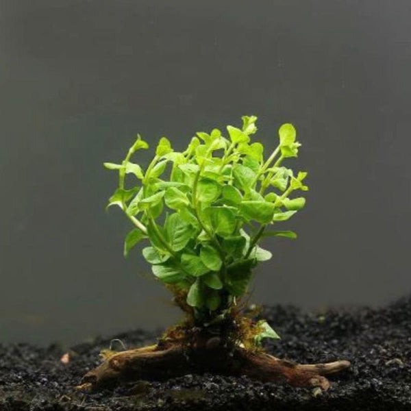 绿金钱沉木-One bunch（Lysimachia nummularia on Driftwood）