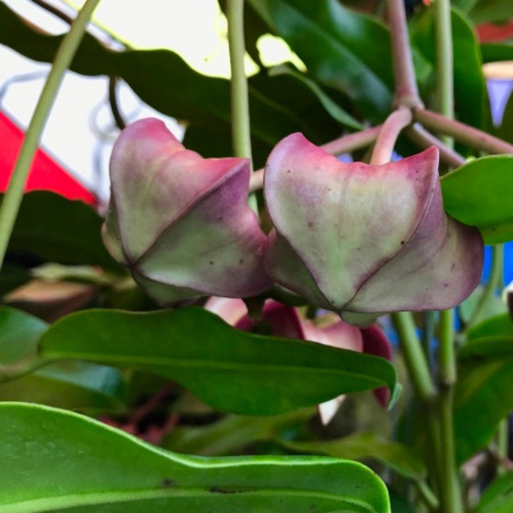 帝王球蘭 Hoya imperialis Red - 森流 GreenFlow - 動植物造景專門店