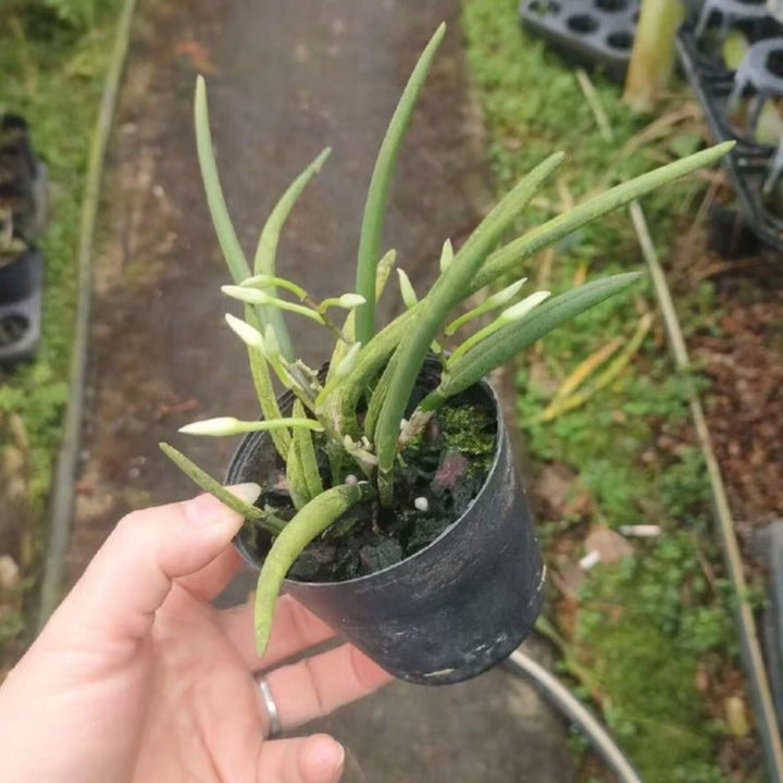 單色棒葉蘭（leptotes unicolor） - 森流 GreenFlow - 動植物造景專門店