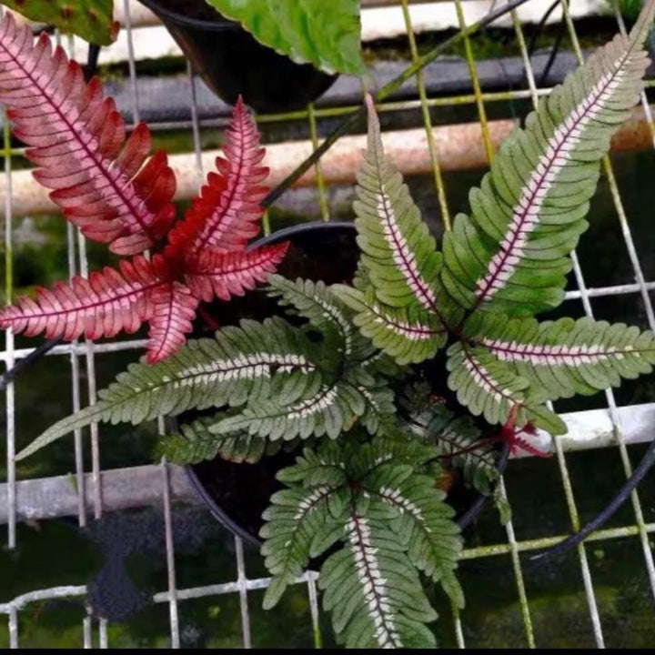 三色鳳尾蕨 Pteris Blumeana (Pteris aspericaulis var. tricolor) - 森流 GreenFlow - 動植物造景專門店