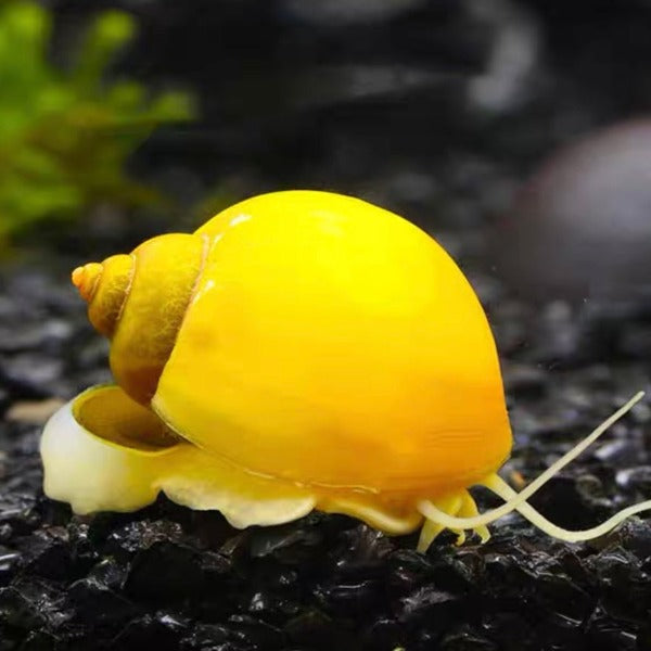 黃金螺 / 神秘螺 Golden Mystery Snails ( Pomacea bridgesii ) 除藻之王