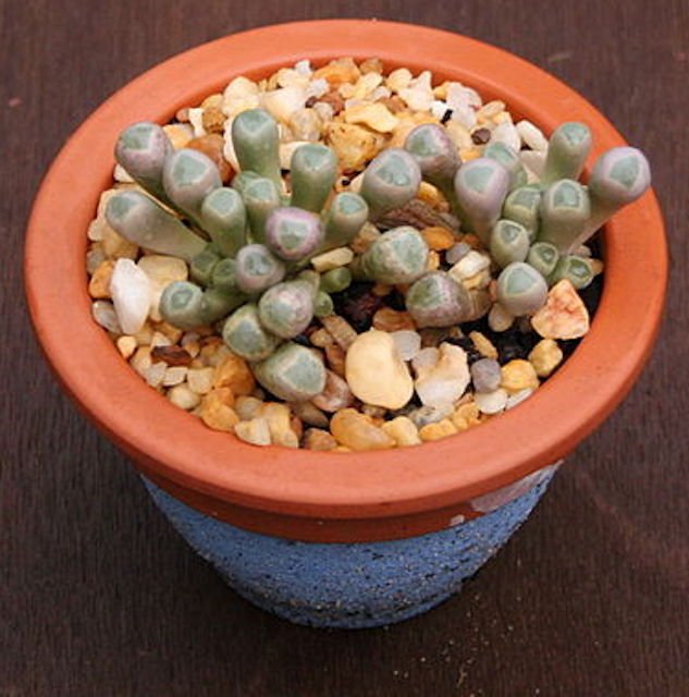 五十鈴玉Baby toes (Fenestraria aurantiaca) - 森流 GreenFlow - 動植物造景專門店