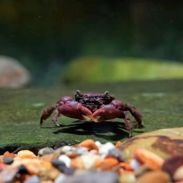 櫻桃蟹（可全水養） Cherry crab ( Parapyxidognathus deianira )