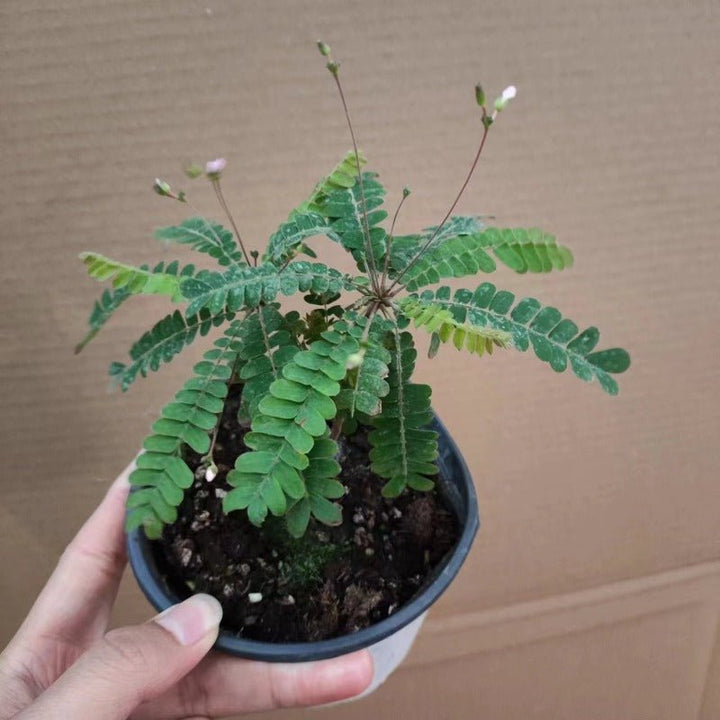 感應草 Biophytum sensitivum - 森流 GreenFlow - 動植物造景專門店