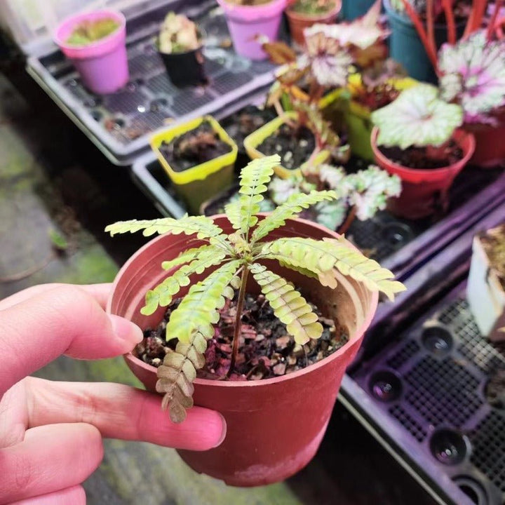 感應草 Biophytum sensitivum - 森流 GreenFlow - 動植物造景專門店