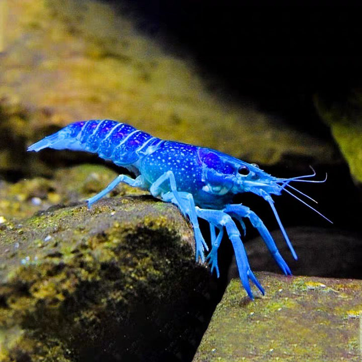 佛羅里達藍螯蝦 Electric blue lobster（ Procambarus alleni ） - 森流 GreenFlow - 動植物造景專門店